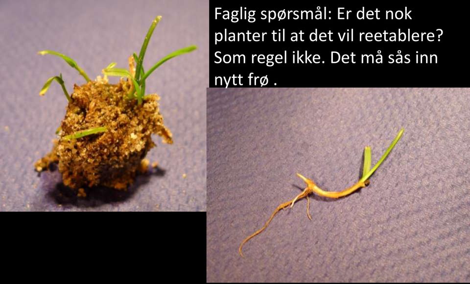 vil reetablere?