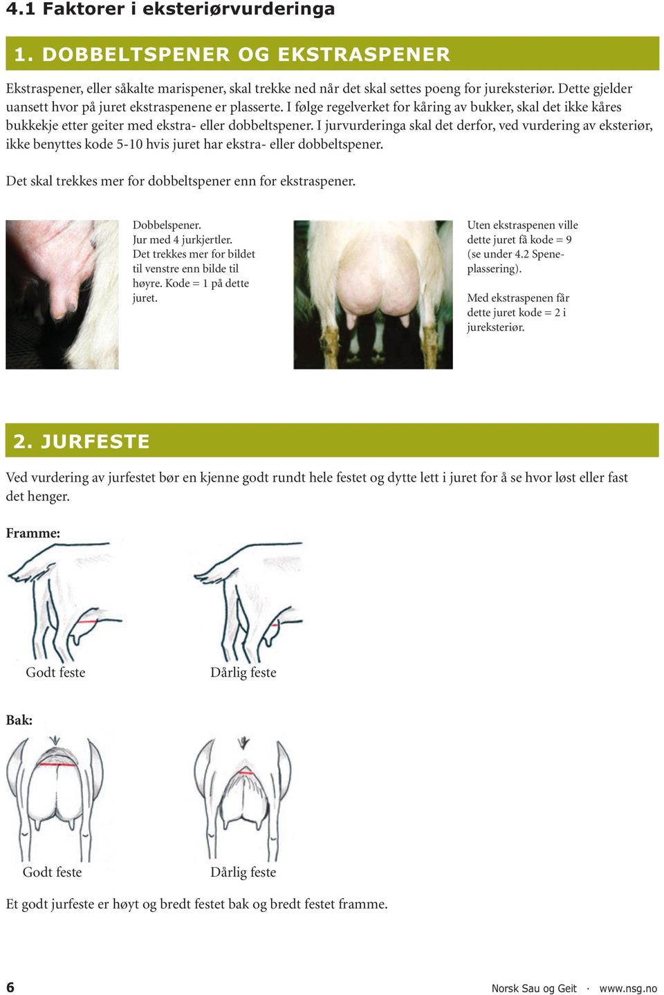 I jurvurderinga skal det derfor, ved vurdering av eksteriør, ikke benyttes kode 5-10 hvis juret har ekstra- eller dobbeltspener. Det skal trekkes mer for dobbeltspener enn for ekstraspener.