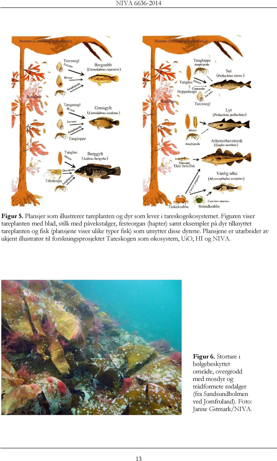 (plansjene viser ulike typer fisk) som utnytter disse dyrene.