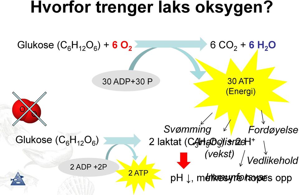 (Energi) O O Glukose (C 6 H 12 O 6 ) 2 ADP +2P 2 ATP Svømming