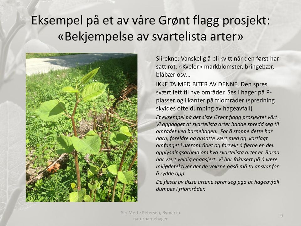 Ses i hager på P- plasser og i kanter på friområder (spredning skyldes ofte dumping av hageavfall) Et eksempel på det siste Grønt flagg prosjektet vårt.