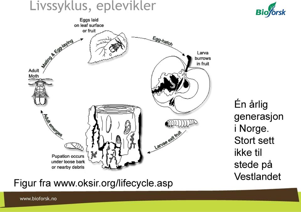 asp Én årlig generasjon i Norge.