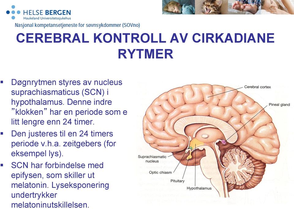 Den justeres til en 24 timers periode v.h.a. zeitgebers (for eksempel lys).