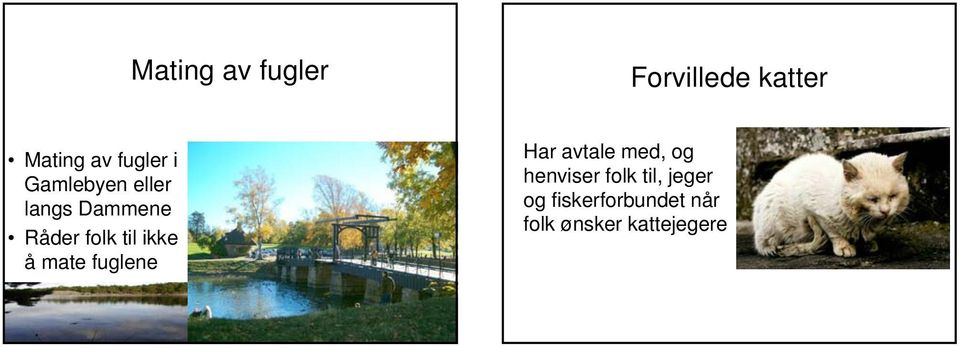 å mate fuglene Har avtale med, og henviser folk til,