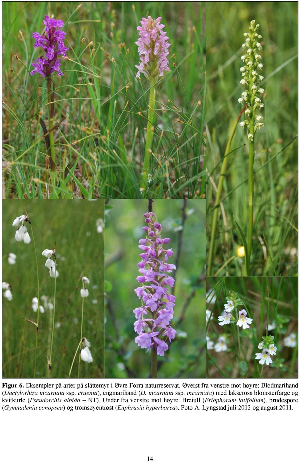 incarnata ssp. incarnata) med lakserosa blomsterfarge og kvitkurle (Pseudorchis albida NT).