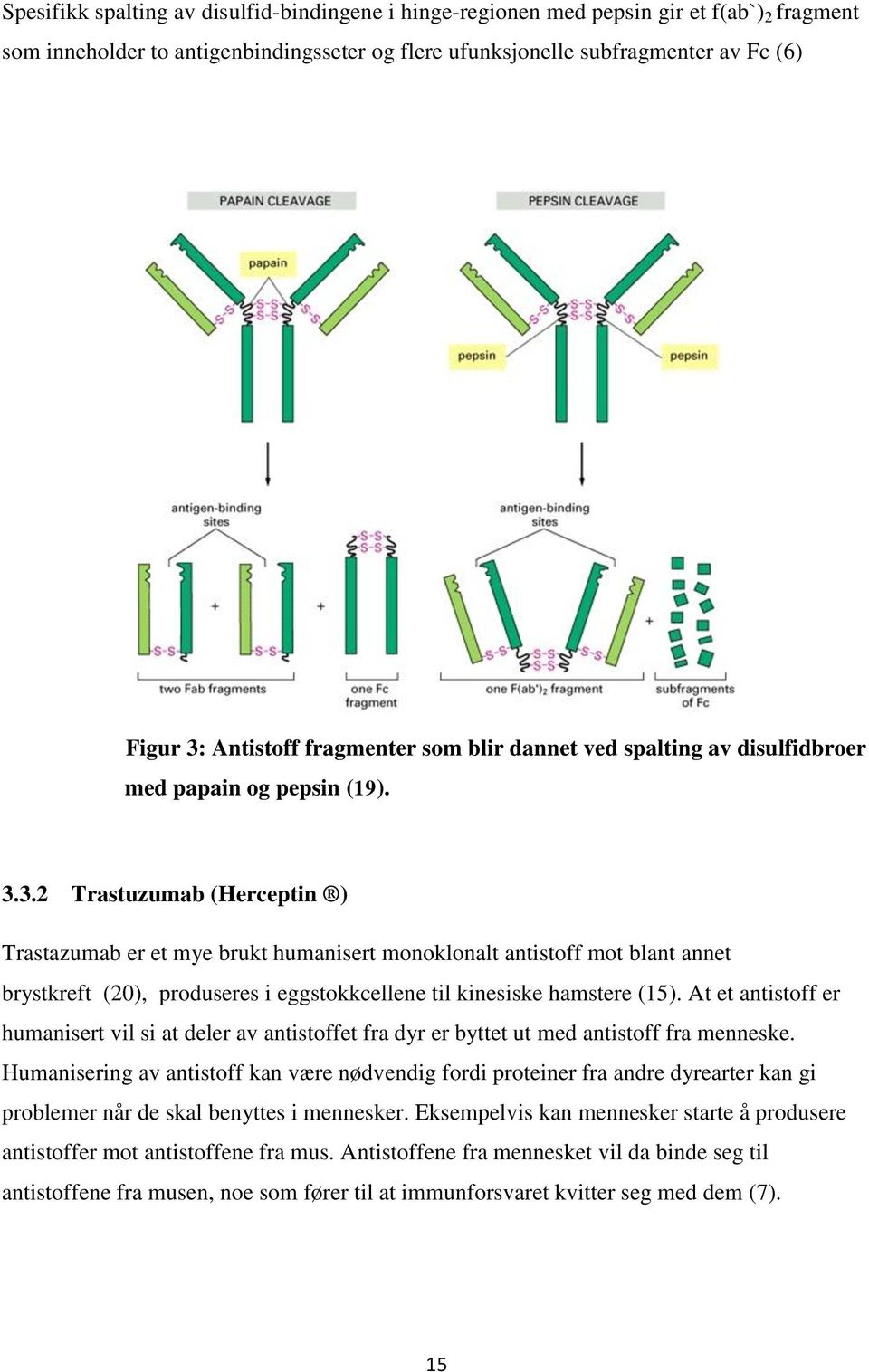 3.2 Trastuzumab (Herceptin ) Trastazumab er et mye brukt humanisert monoklonalt antistoff mot blant annet brystkreft (20), produseres i eggstokkcellene til kinesiske hamstere (15).
