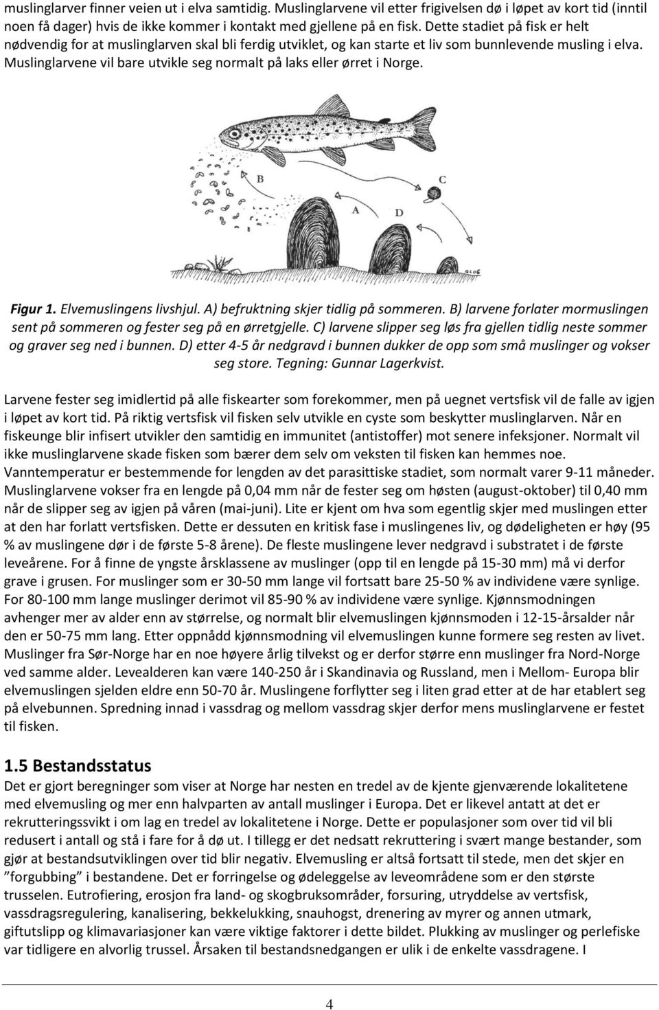 Muslinglarvene vil bare utvikle seg normalt på laks eller ørret i Norge. Figur 1. Elvemuslingens livshjul. A) befruktning skjer tidlig på sommeren.