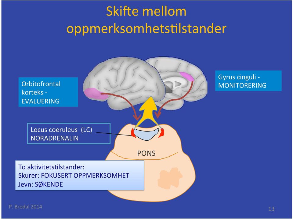 Locus coeruleus (LC) NORADRENALIN PONS To ak vitets