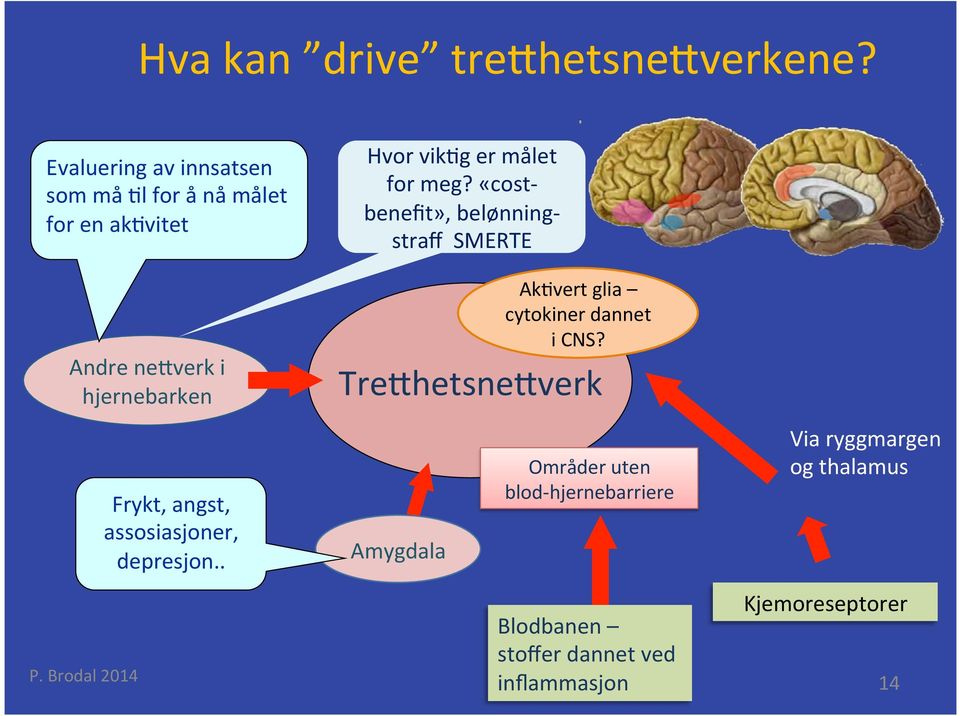 «cost- benefit», belønning- straff SMERTE Andre ne verk i hjernebarken Frykt, angst, assosiasjoner,