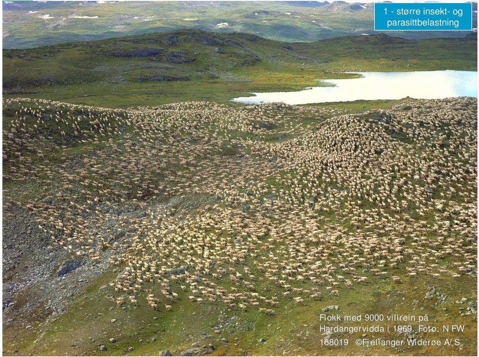 9000 villrein på Hardangervidda