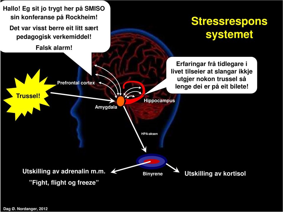 Prefrontal cortex Amygdala Hippocampus Erfaringar frå tidlegare i livet tilseier at slangar ikkje utgjer