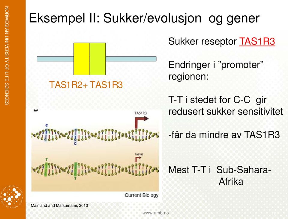 C-C gir redusert sukker sensitivitet -får da mindre av TAS1R3