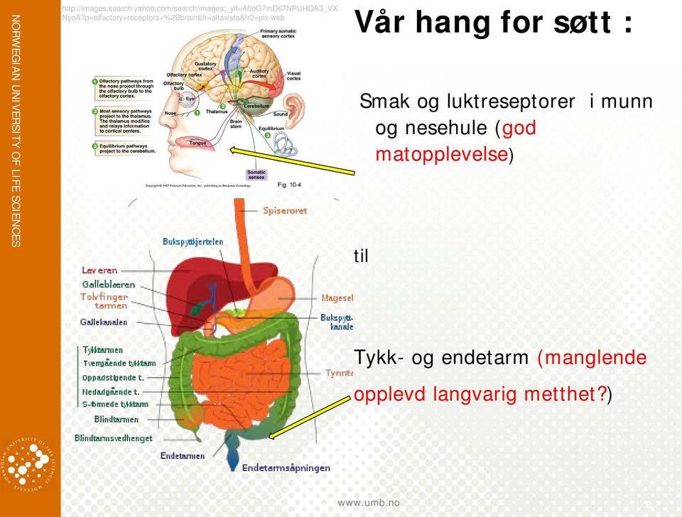 p=olfactory+receptors+%2Bbrain&fr=altavista&fr2=piv-web Vår hang for