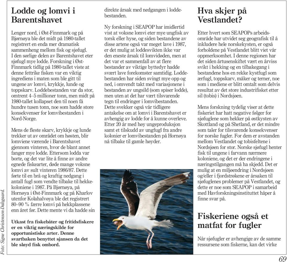 I den sørlige delen av Barentshavet eter sjøfugl mye lodde.