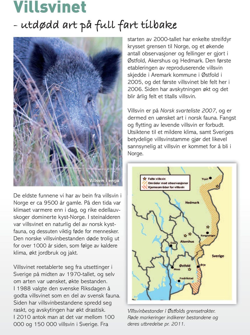 Siden har avskytningen økt og det blir årlig felt et titalls villsvin. Villsvin er på Norsk svarteliste 2007, og er dermed en uønsket art i norsk fauna.