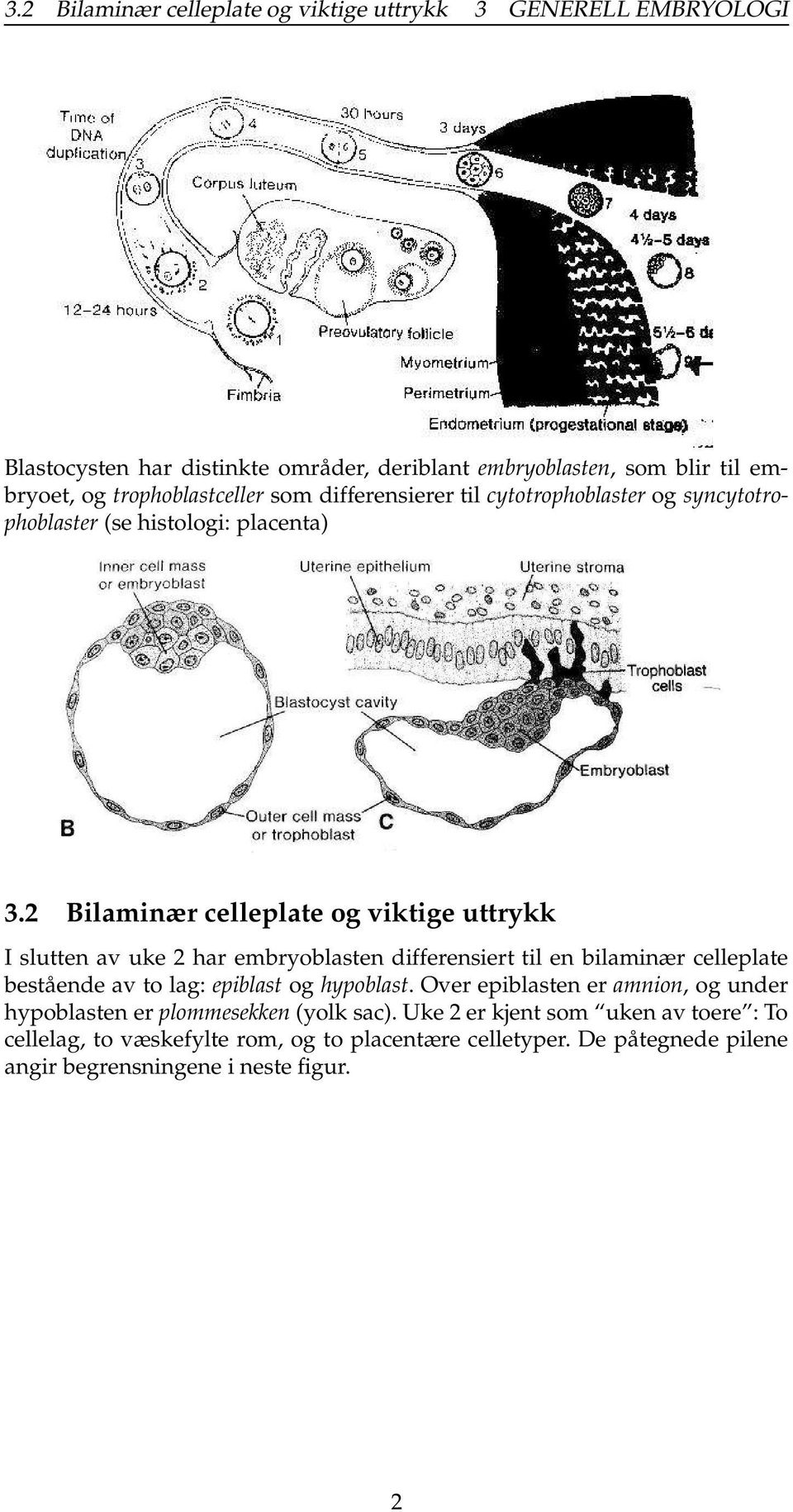 2 Bilaminær celleplate og viktige uttrykk I slutten av uke 2 har embryoblasten differensiert til en bilaminær celleplate bestående av to lag: epiblast og hypoblast.