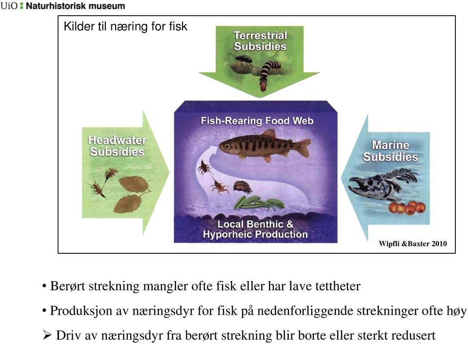 næringsdyr for fisk på nedenforliggende strekninger ofte høy