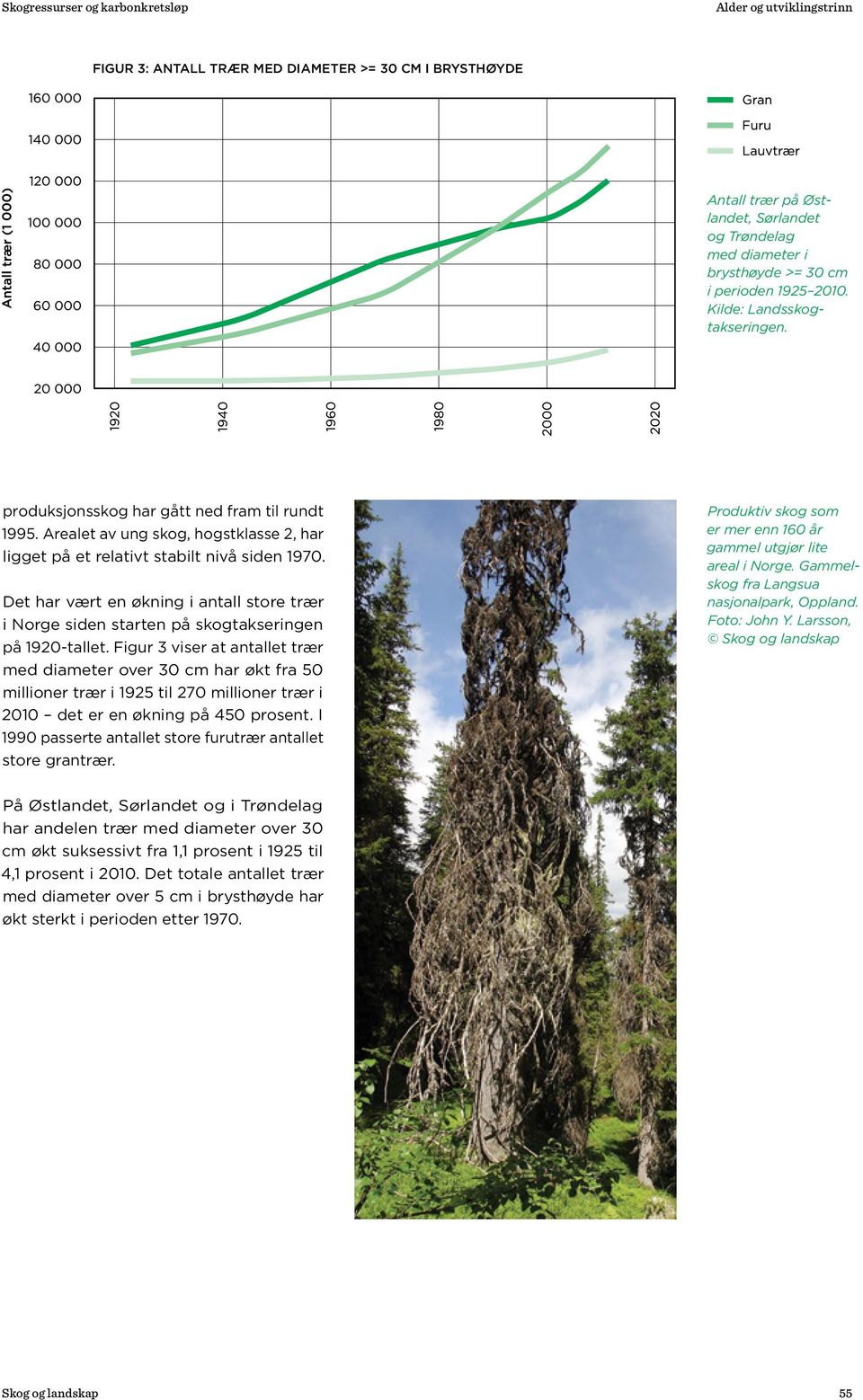 Det har vært en økning i antall store trær i Norge siden starten på skogtakseringen på 1920-tallet.