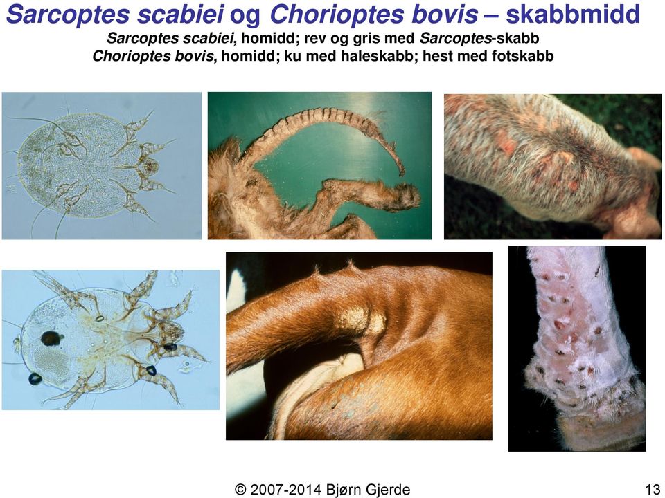 Sarcoptes-skabb Chorioptes bovis, homidd; ku med