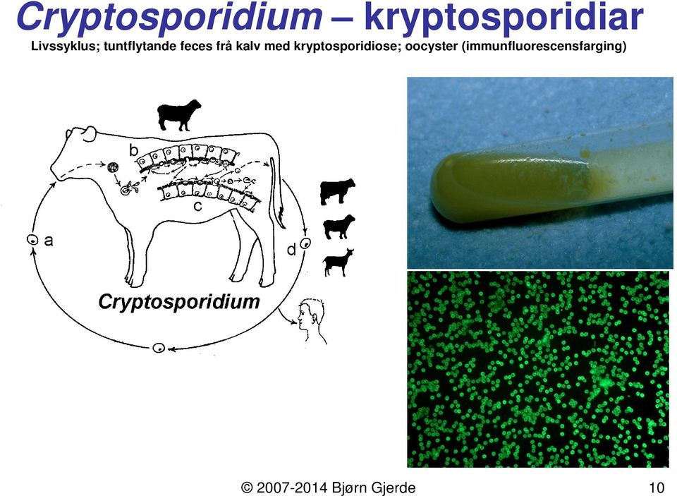 kalv med kryptosporidiose; oocyster