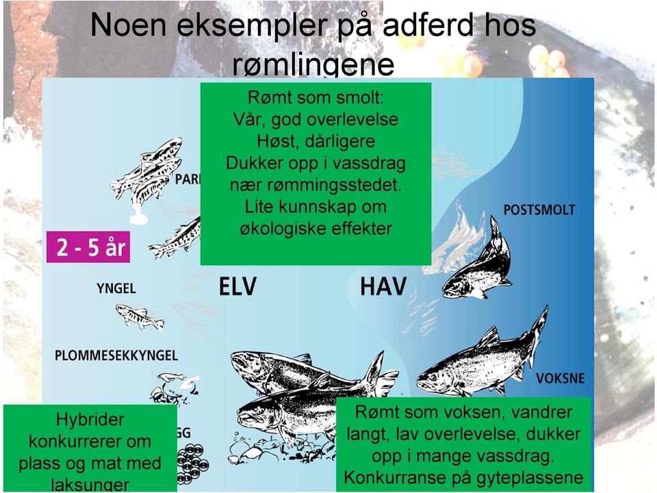 Lite kunnskap om økologiske effekter Hybrider konkurrerer om plass og mat med