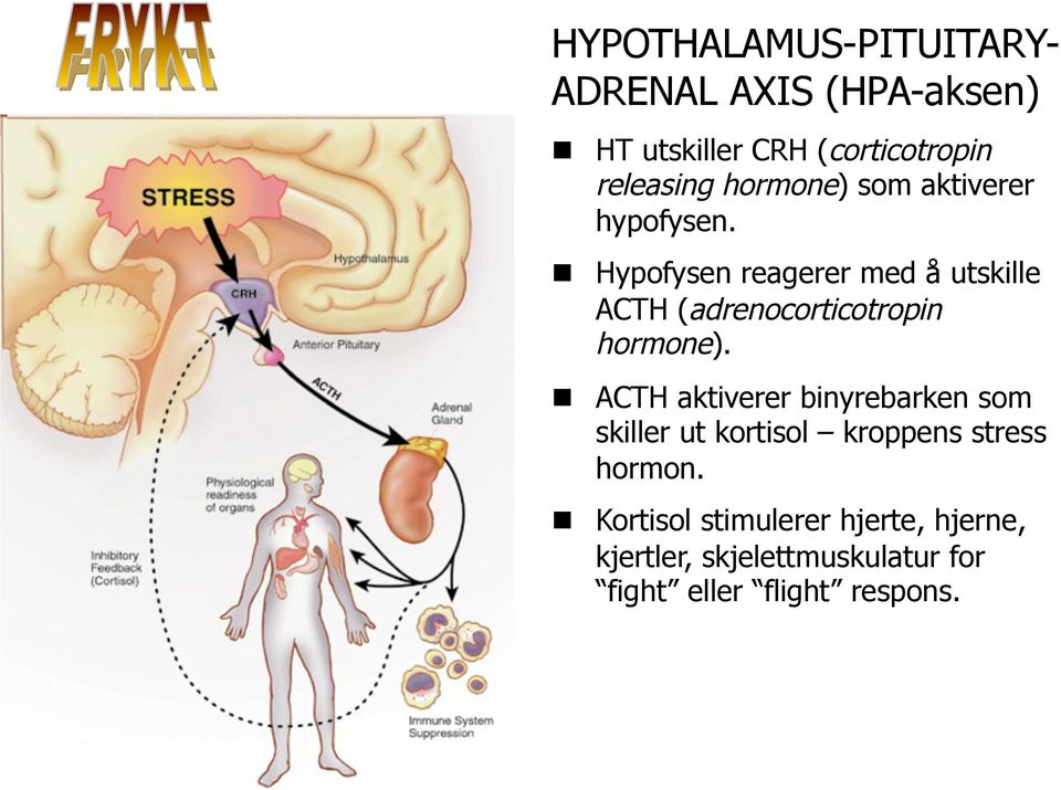 Hypofysen reagerer med å utskille ACTH (adrenocorticotropin hormone).