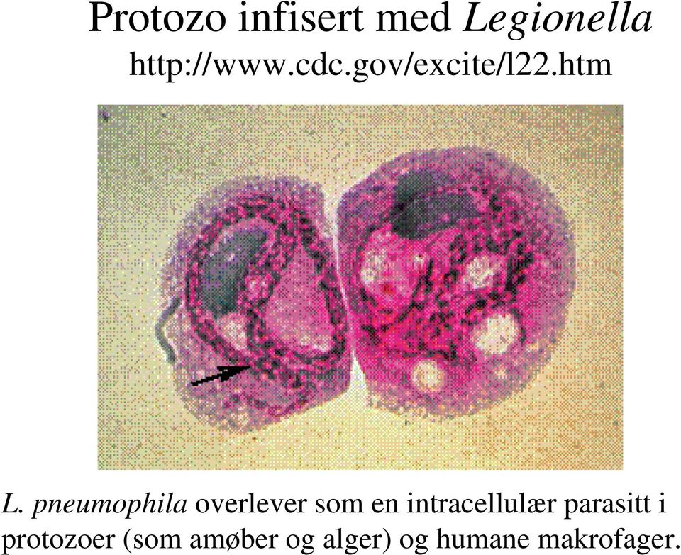 pneumophila overlever som en intracellulær
