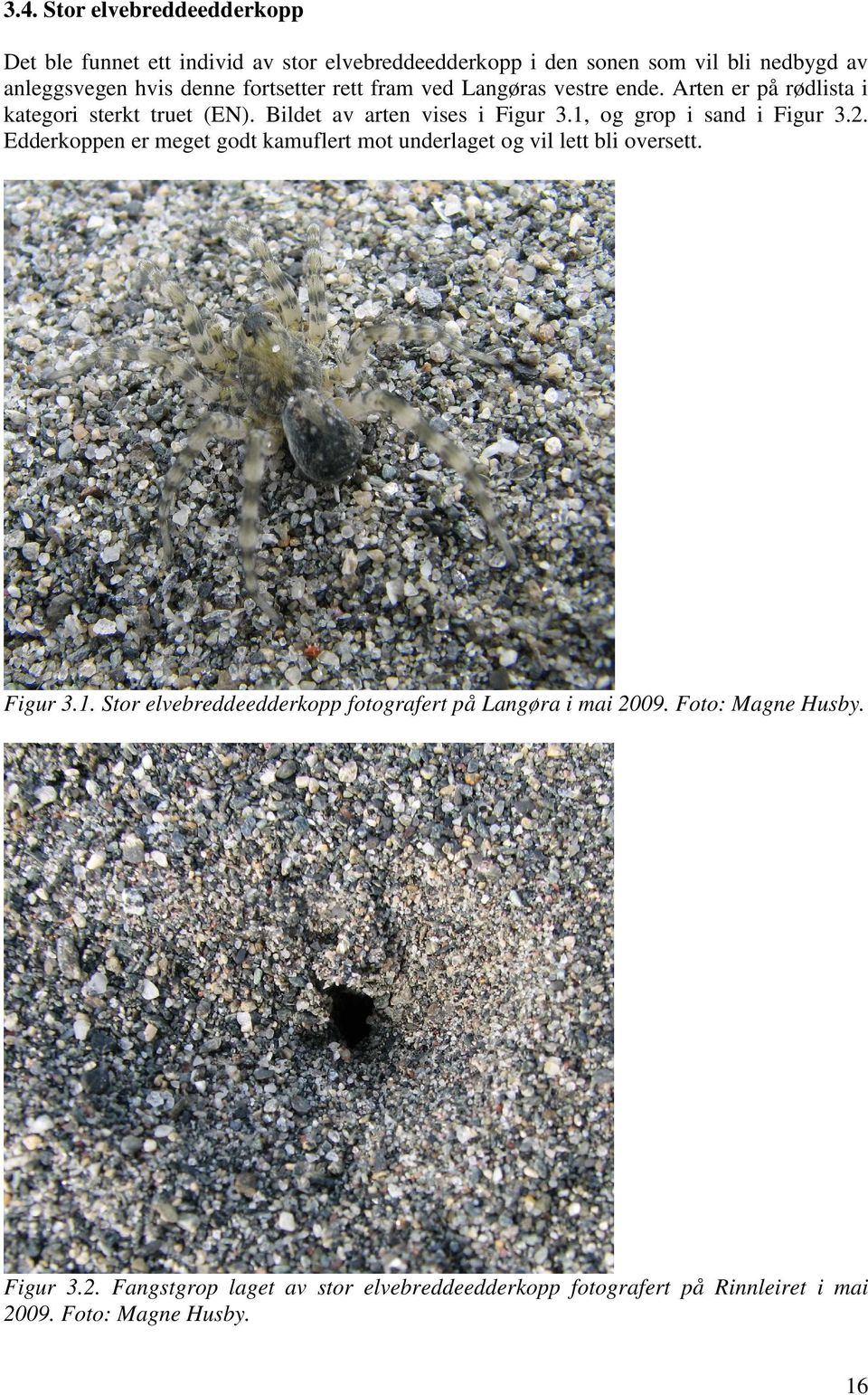 1, og grop i sand i Figur 3.2. Edderkoppen er meget godt kamuflert mot underlaget og vil lett bli oversett. Figur 3.1. Stor elvebreddeedderkopp fotografert på Langøra i mai 2009.