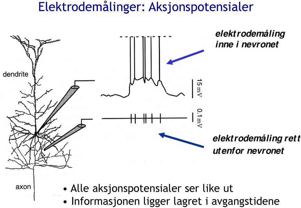 elektrodemåling rett utenfor nevronet Alle