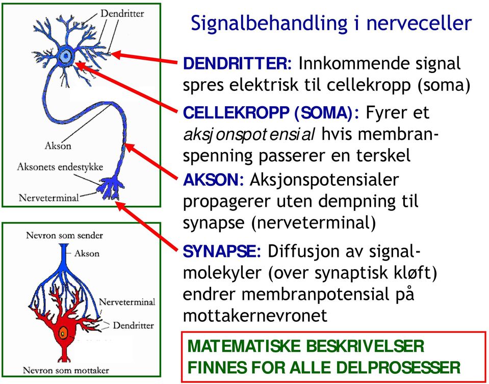 Aksjonspotensialer propagerer uten dempning til synapse (nerveterminal) SYNAPSE: Diffusjon av