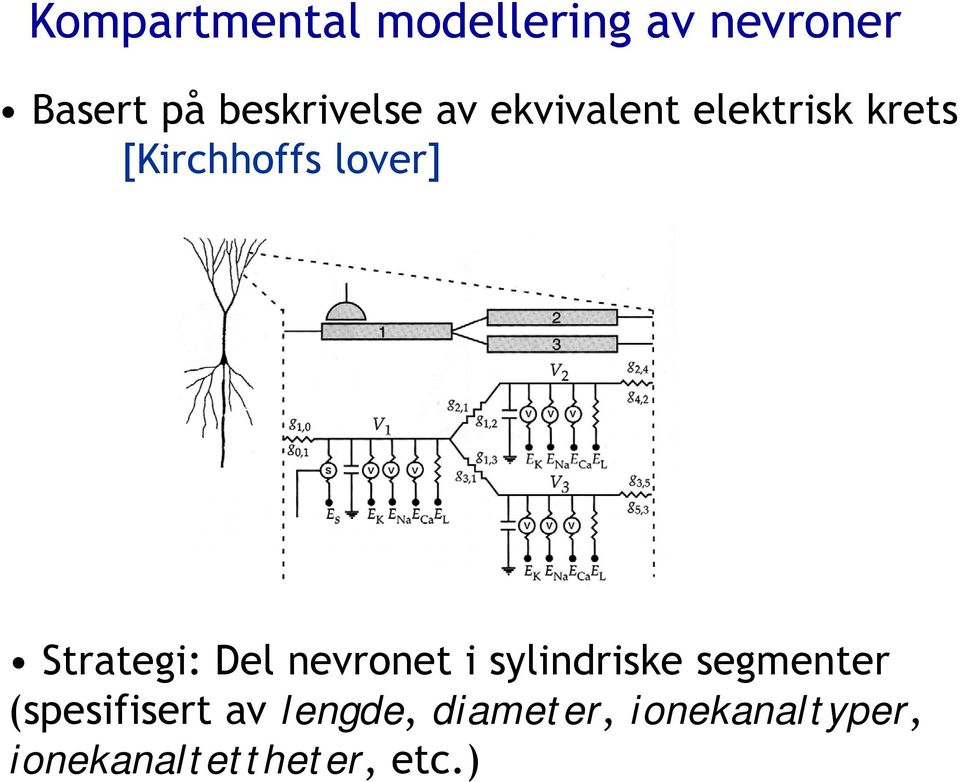 lover] Strategi: Del nevronet i sylindriske segmenter