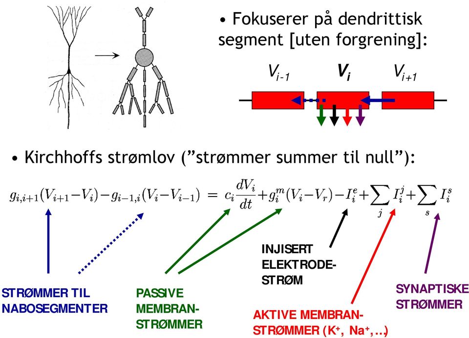 TIL NABOSEGMENTER PASSIVE MEMBRAN- STRØMMER INJISERT ELEKTRODE-