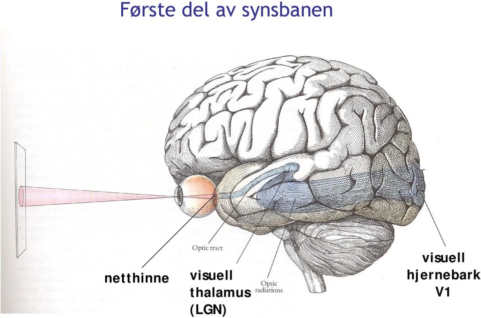 visuell thalamus