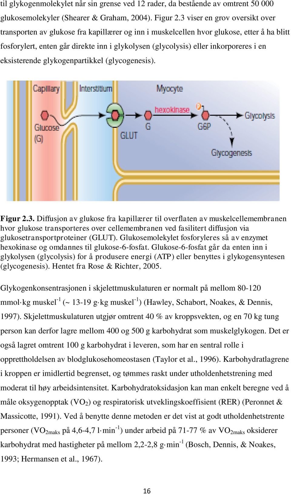 inkorporeres i en eksisterende glykogenpartikkel (glycogenesis). Figur 2.3.