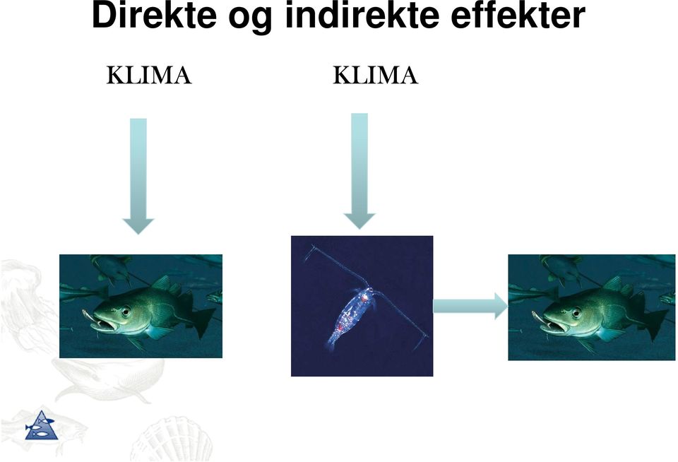 effekter