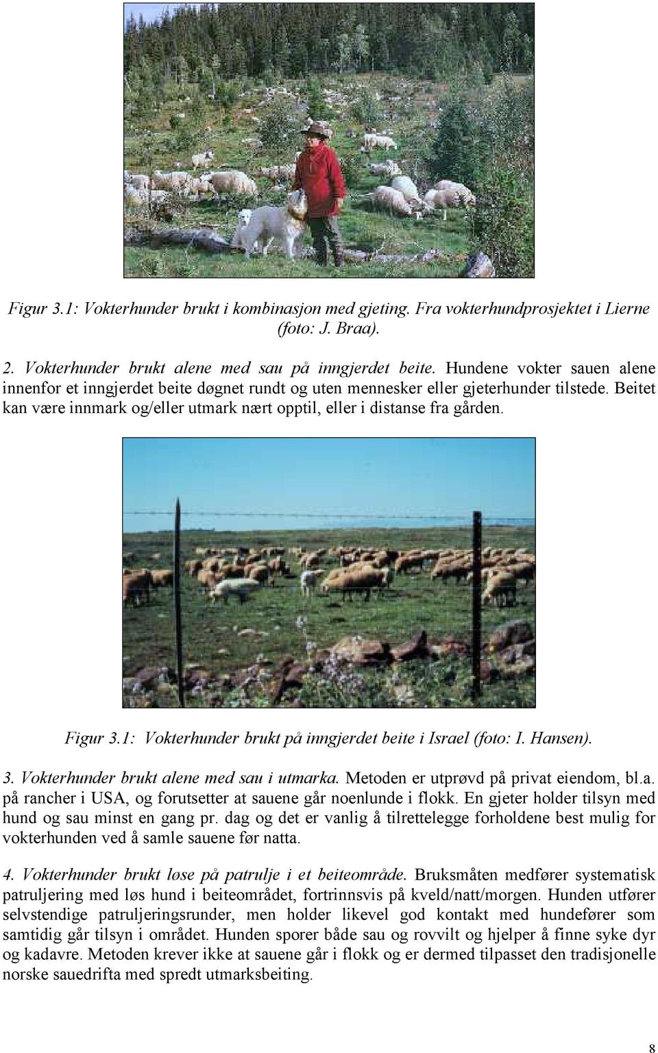 Figur 3.1: Vokterhunder brukt på inngjerdet beite i Israel (foto: I. Hansen). 3. Vokterhunder brukt alene med sau i utmarka. Metoden er utprøvd på privat eiendom, bl.a. på rancher i USA, og forutsetter at sauene går noenlunde i flokk.