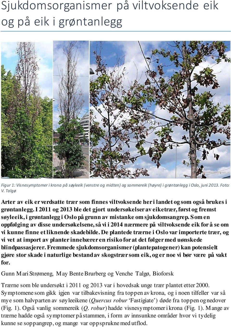 I 2011 og 2013 ble det gjort undersøkelser av eiketrær, først og fremst søyleeik, i grøntanlegg i Oslo på grunn av mistanke om sjukdomsangrep.