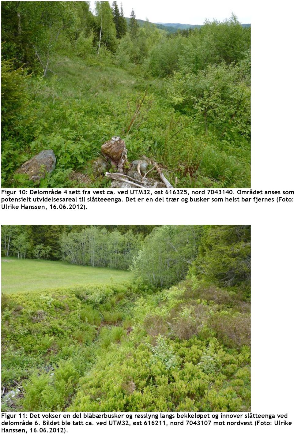 Det er en del trær og busker som helst bør fjernes (Foto: Ulrike Hanssen, 16.06.2012).