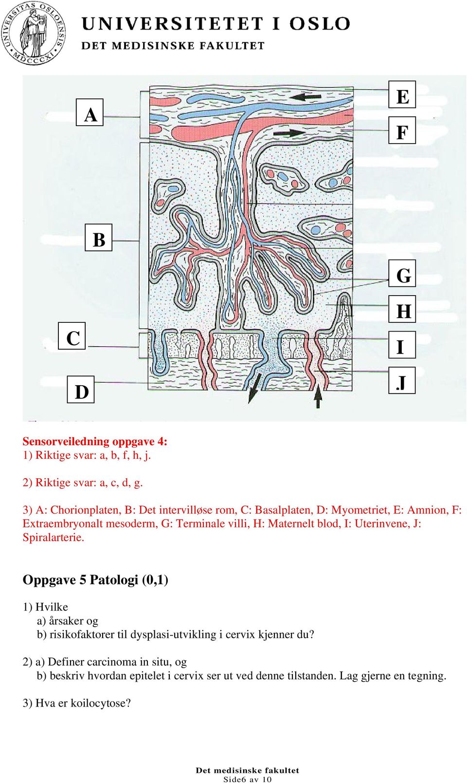 Maternelt blod, I: Uterinvene, J: Spiralarterie.