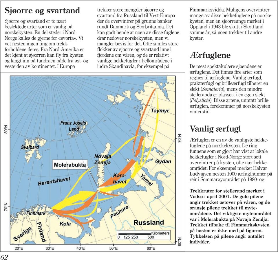 I Europa trekker store mengder sjøorre og svartand fra Russland til Vest-Europa der de overvintrer på grunne banker rundt Danmark og Storbritannia.