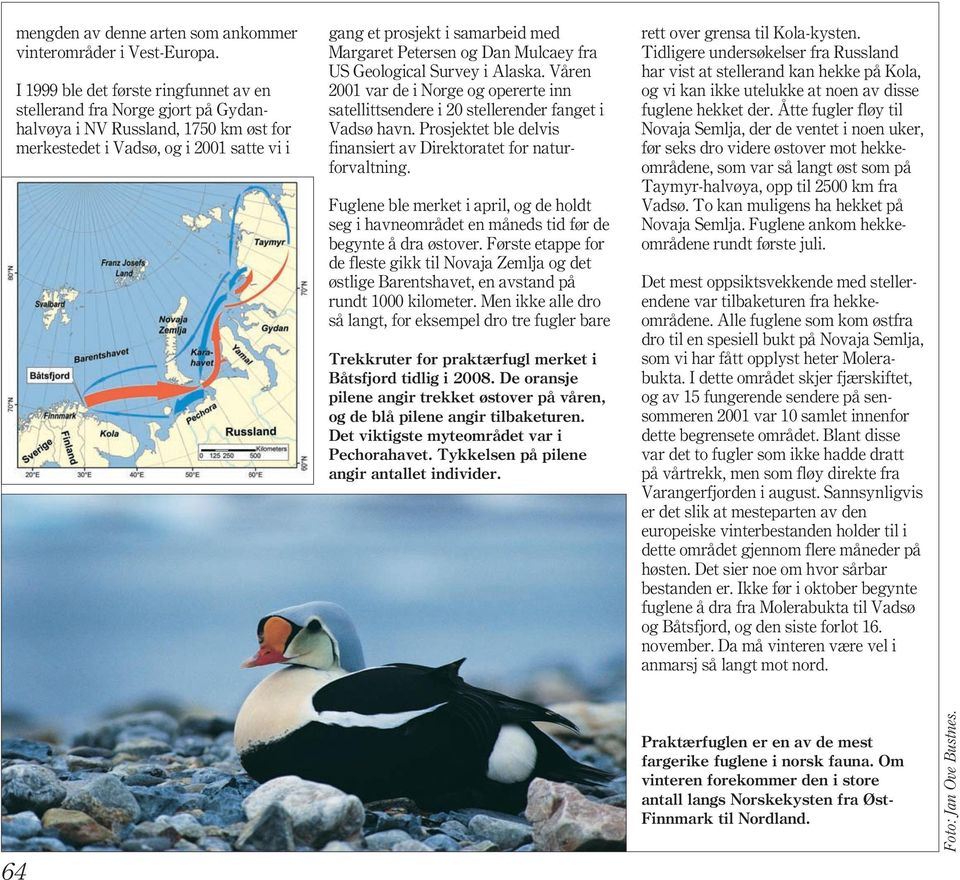 Petersen og Dan Mulcaey fra US Geological Survey i Alaska. Våren 2001 var de i Norge og opererte inn satellittsendere i 20 stellerender fanget i Vadsø havn.