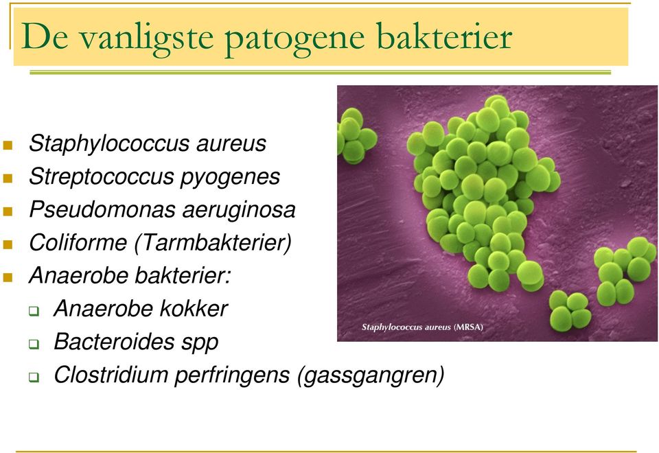 Coliforme (Tarmbakterier) Anaerobe bakterier: