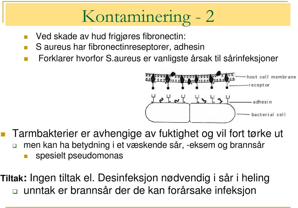 aureus er vanligste årsak til sårinfeksjoner Tarmbakterier er avhengige av fuktighet og vil fort tørke