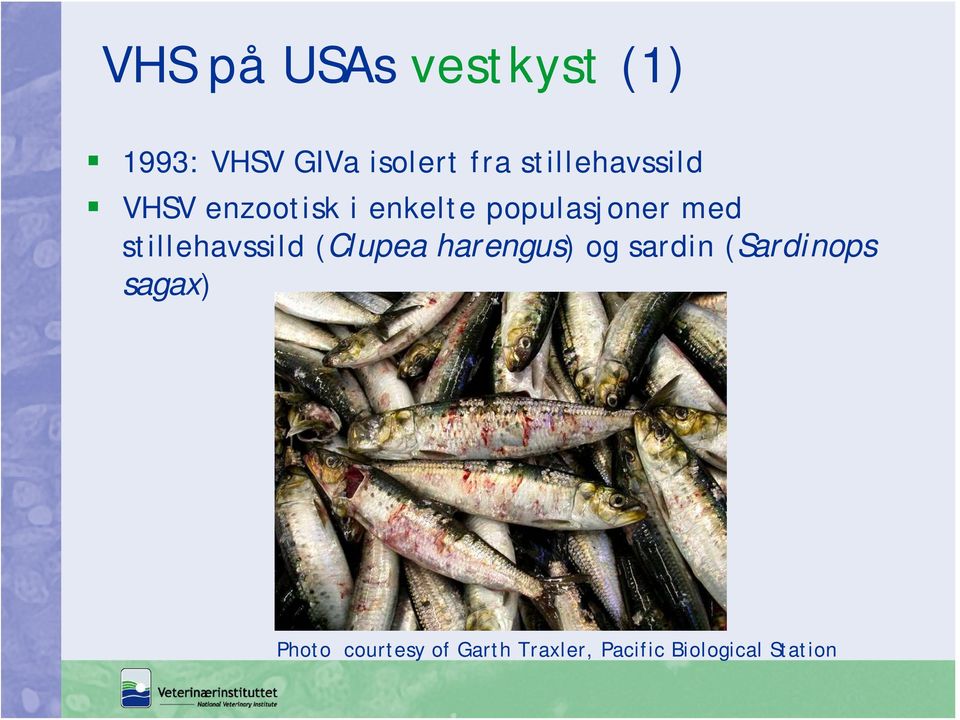 stillehavssild (Clupea harengus) og sardin (Sardinops