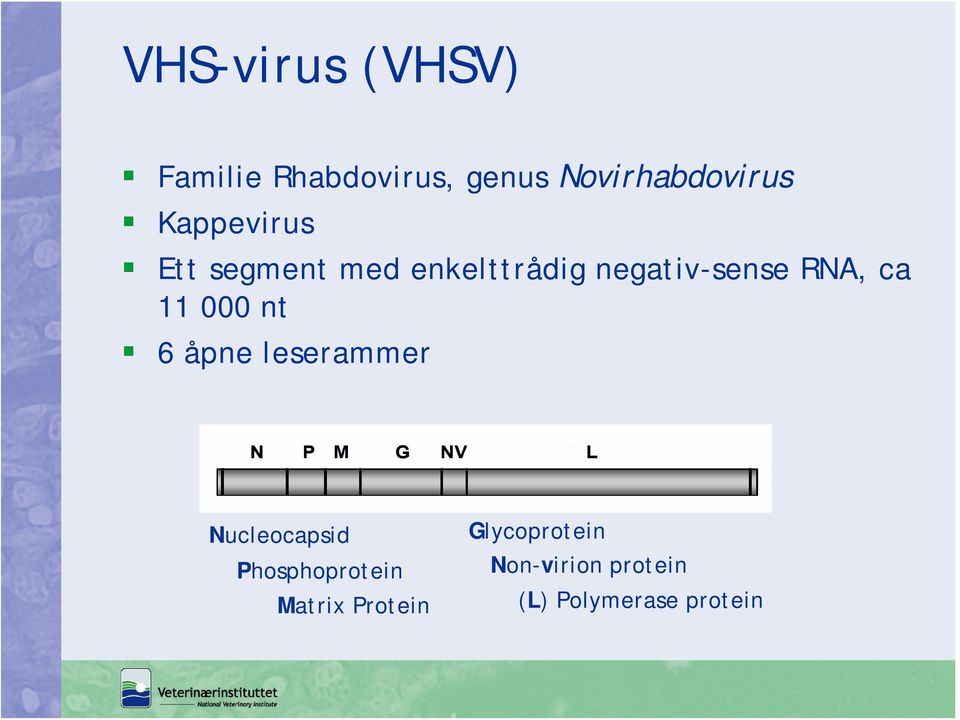 11 000 nt 6 åpne leserammer Nucleocapsid Phosphoprotein