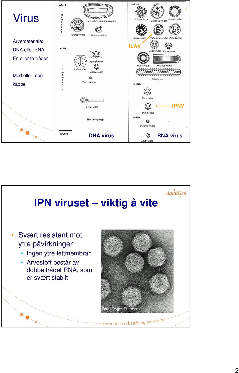 resistent mot ytre påvirkninger Ingen ytre fettmembran Arvestoff