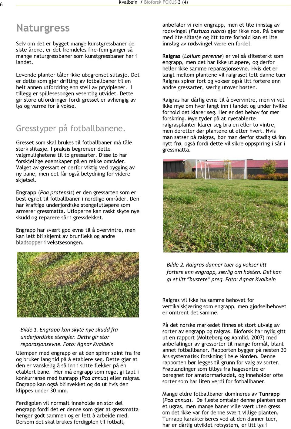 Dette gir store utfordringer fordi gresset er avhengig av lys og varme for å vokse. Gresstyper på fotballbanene. Gresset som skal brukes til fotballbaner må tåle sterk slitasje.