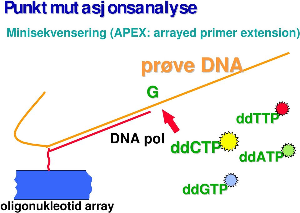 primer extension) prøve DNA G DNA