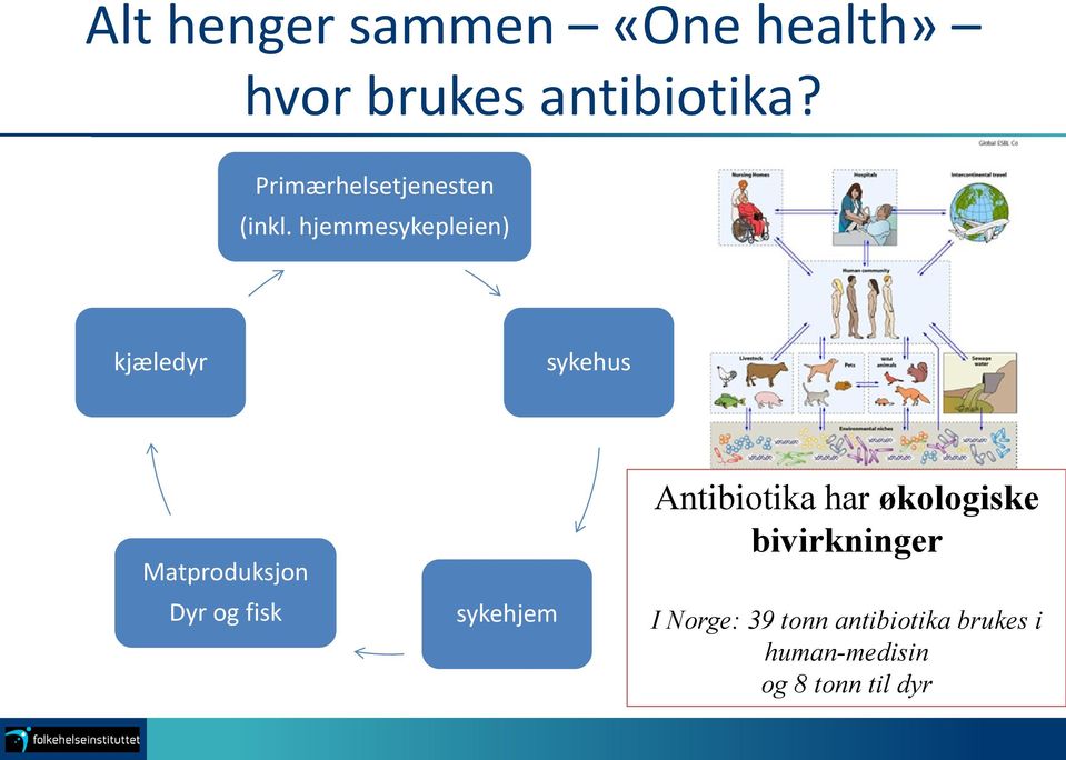 hjemmesykepleien) kjæledyr sykehus Matproduksjon Dyr og fisk