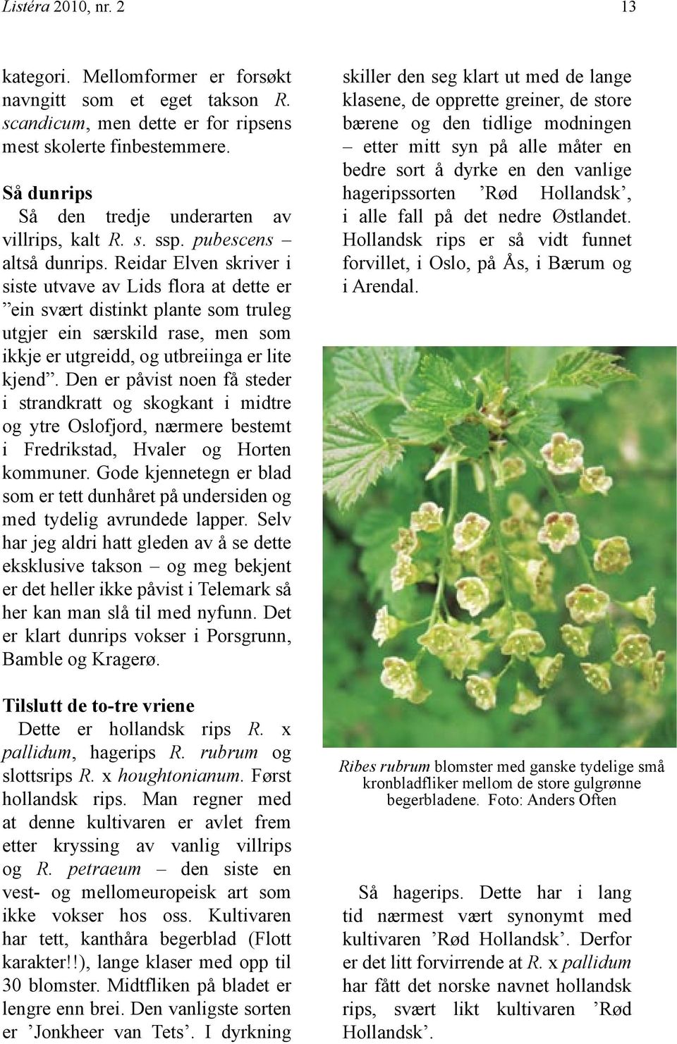 Reidar Elven skriver i siste utvave av Lids flora at dette er ein svært distinkt plante som truleg utgjer ein særskild rase, men som ikkje er utgreidd, og utbreiinga er lite kjend.